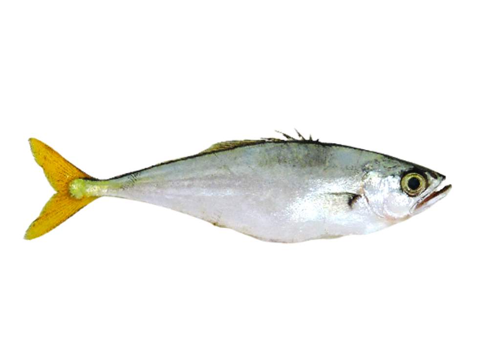 Guaivira