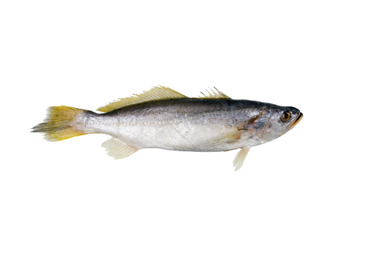 Pescada Foguete
