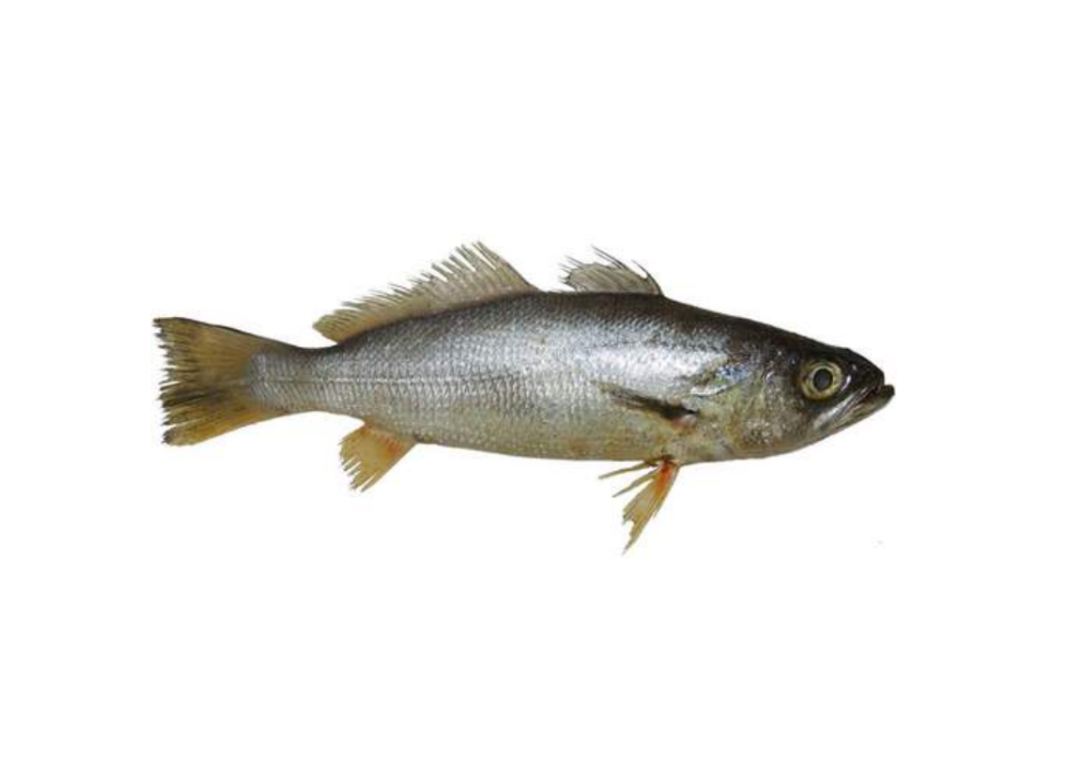 Pescada Goete