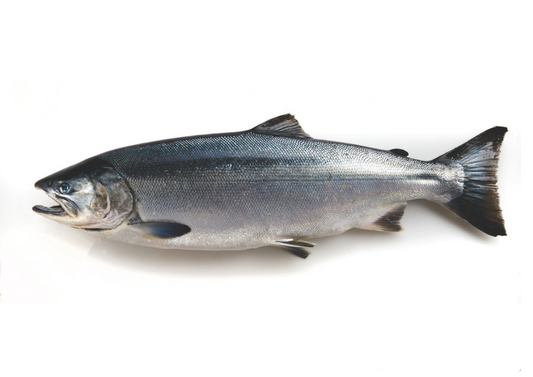 Salmão Coho do Alasca