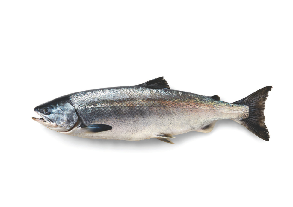 Salmão Keta do Alasca