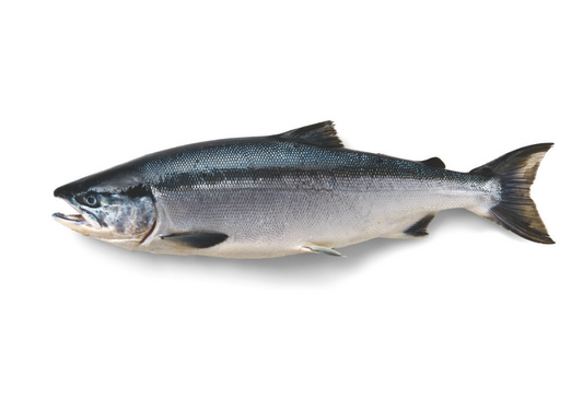 Salmão Sockeye (Red Salmon) do Alasca