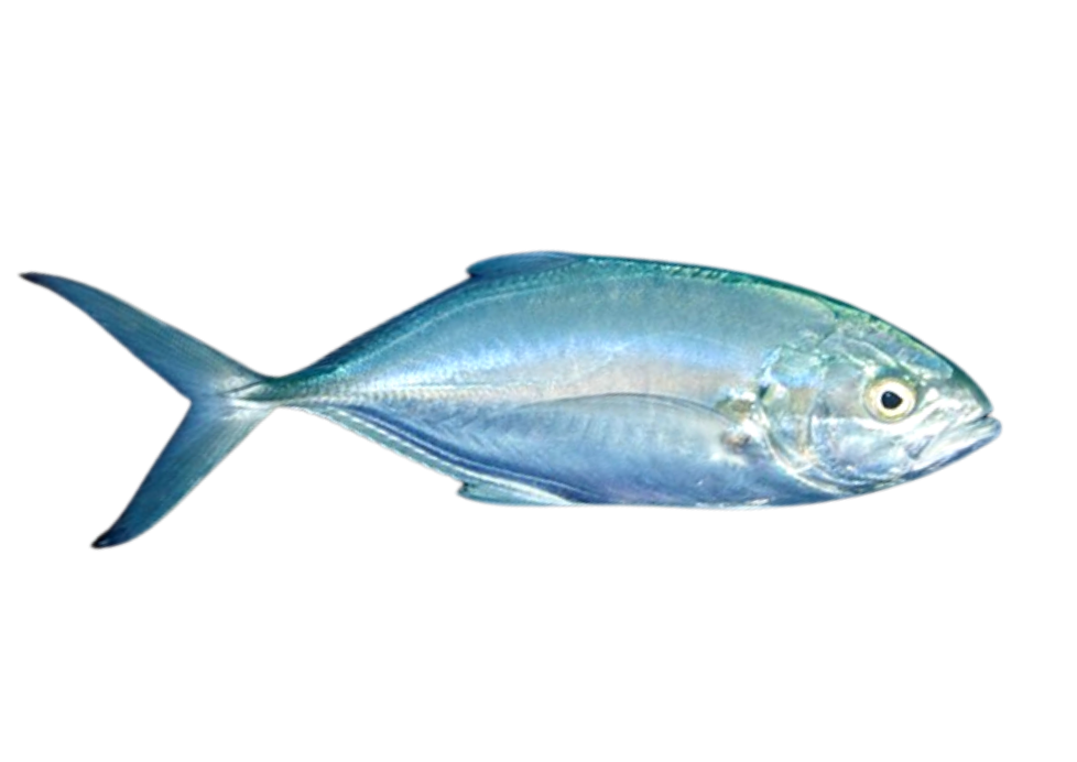 Carapau