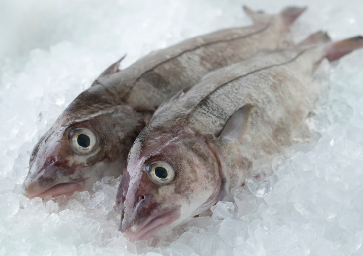 Hadoock ou Eglefim ou Arinca