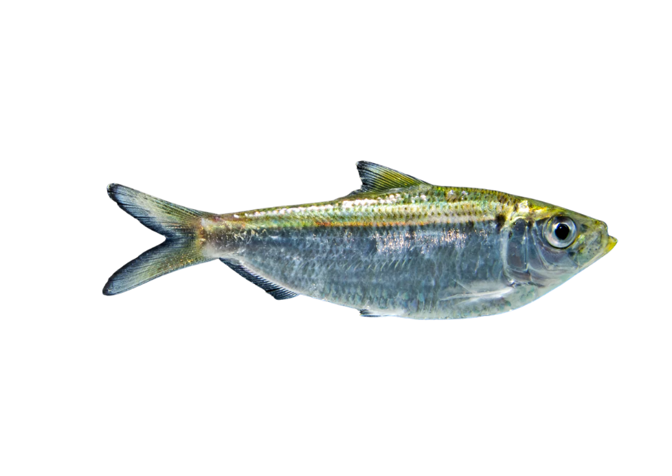 Sardinha Laje