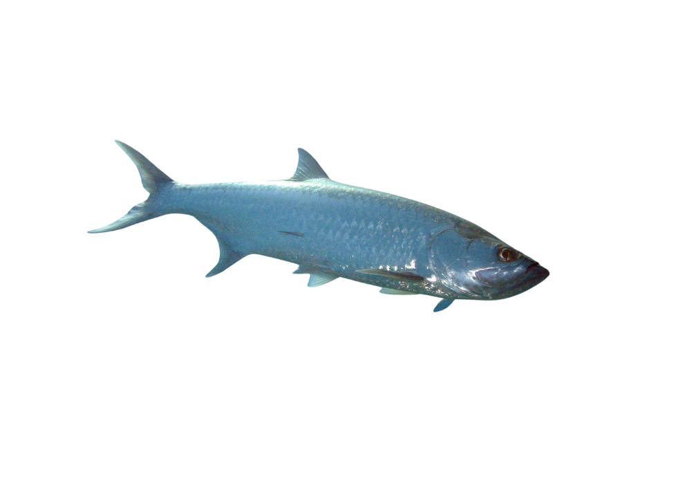 Tarpon