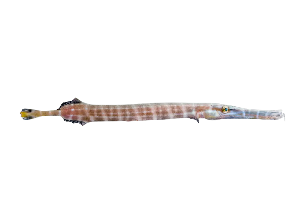Trombeta
