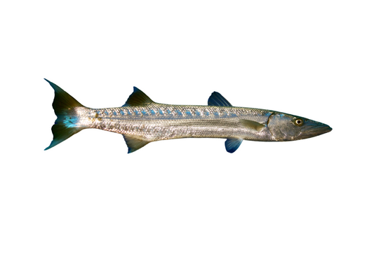 Barracuda