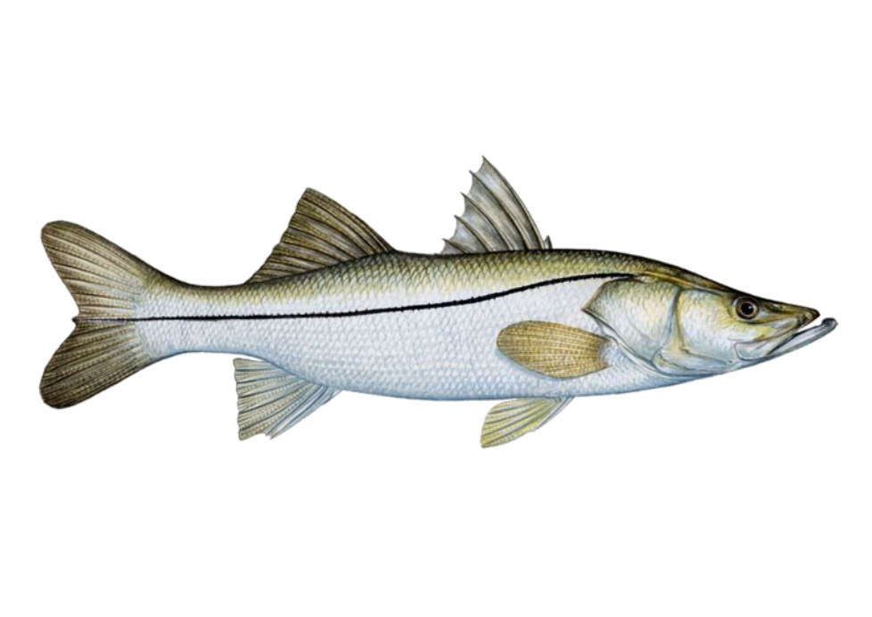 Robalo Flecha