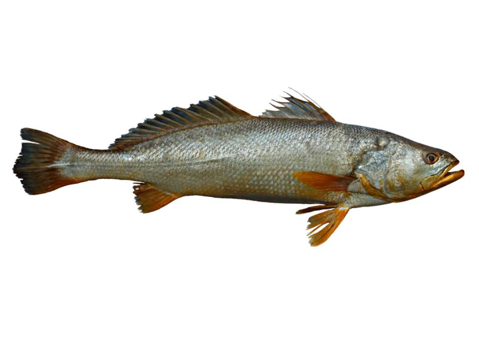 Pescada Amarela