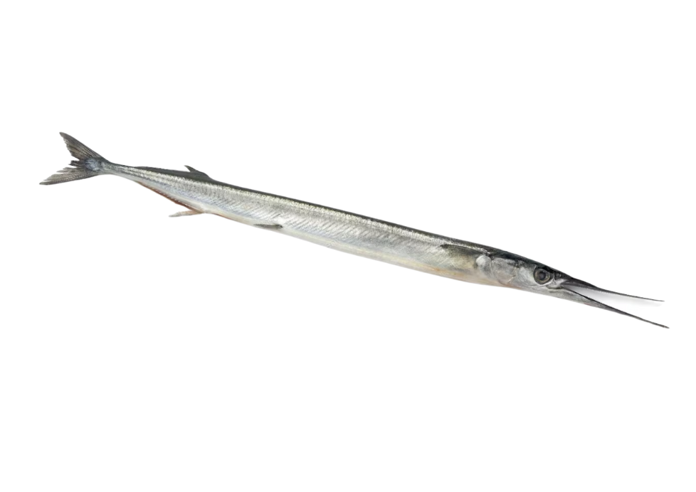 Peixe Agulha