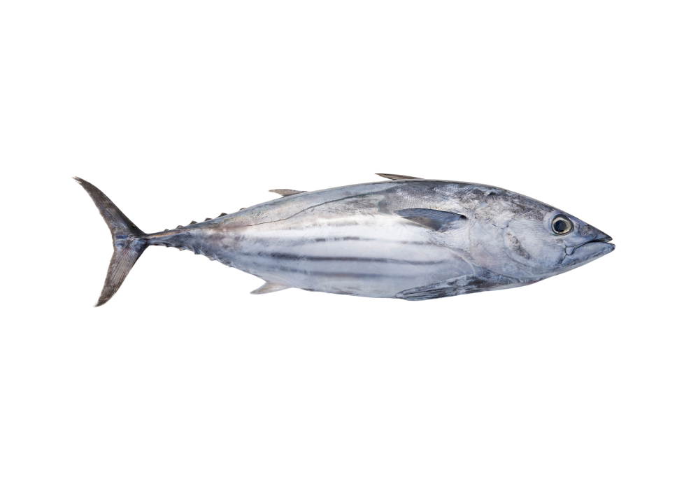 Bonito-serra