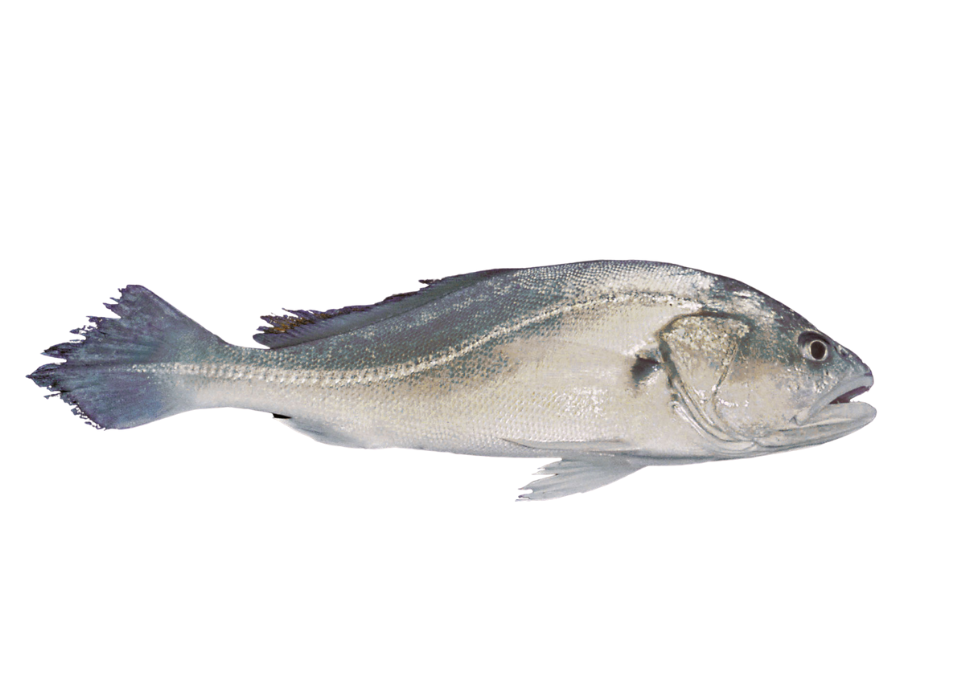 Corvina de Água Doce