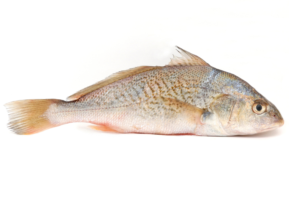 Corvina do Mar