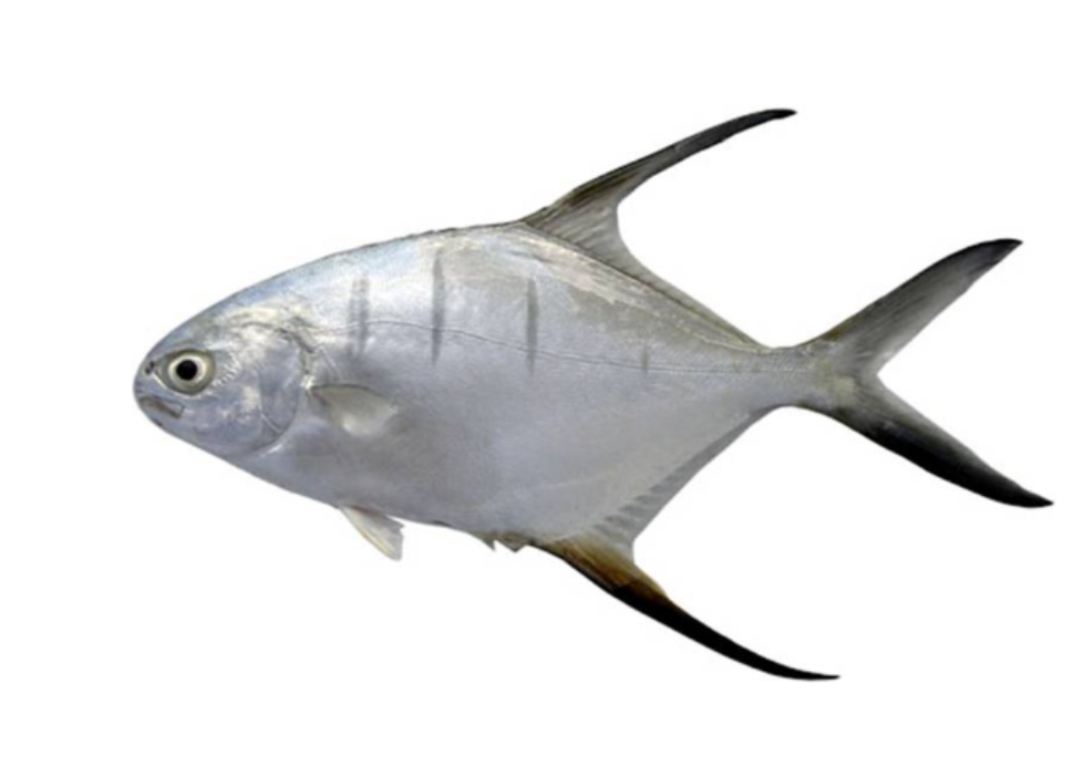 Pampo de Penacho