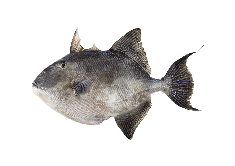 Porquinho ou Peroá