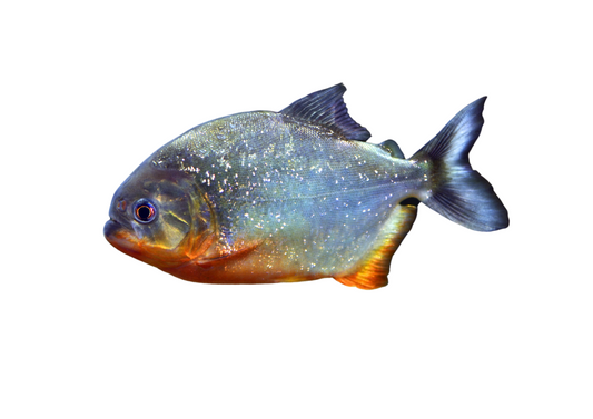 Piranha