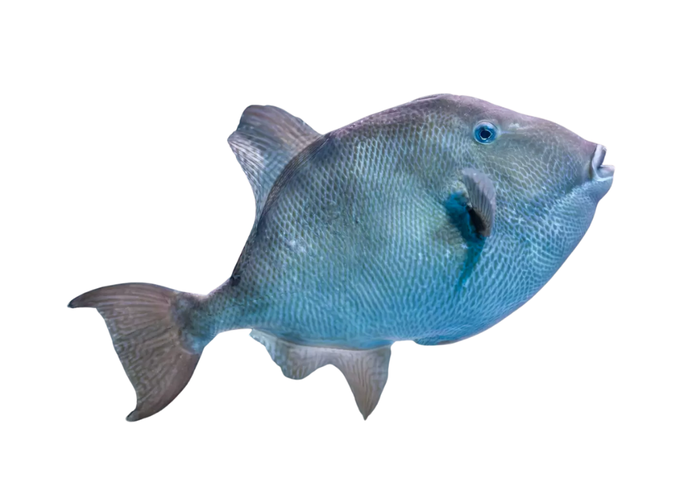 Porquinho ou Peroá
