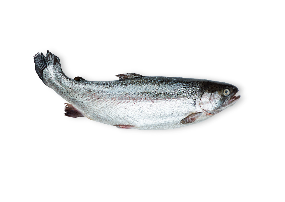Salmão do Atlântico