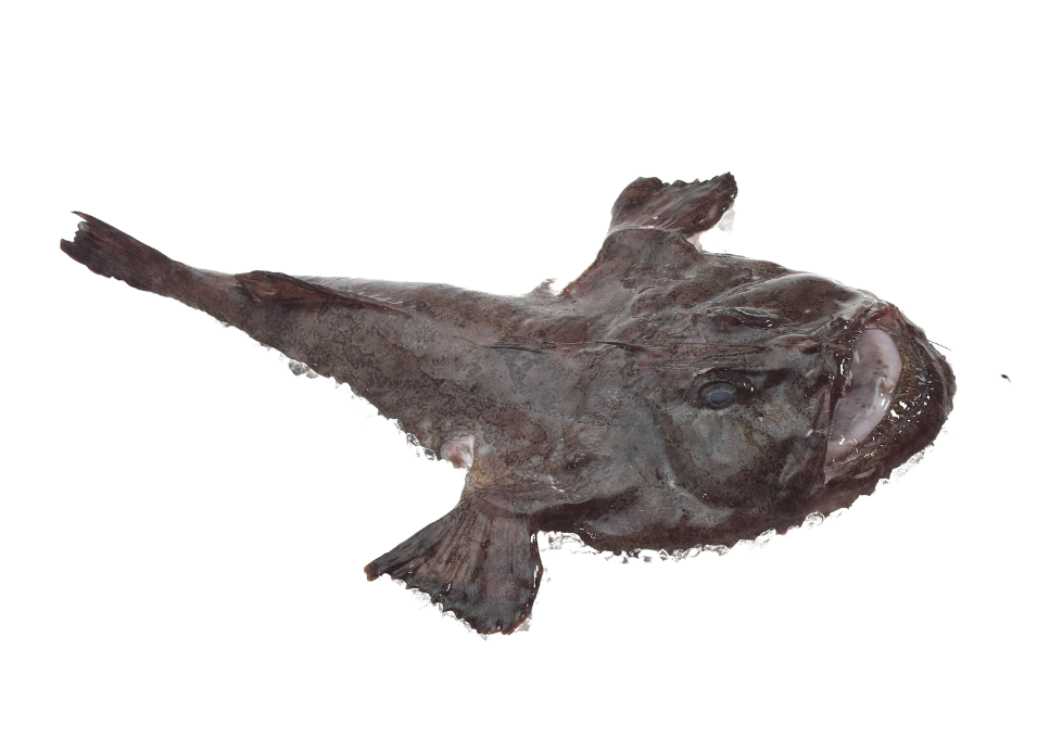Tamboril - Peixe Sapo
