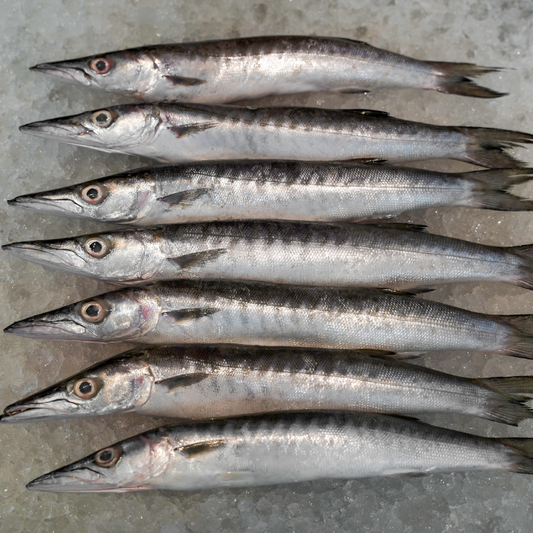 Pescada Bicuda ou Bicuda: O tesouro escondido que estava a preço de "banana" na Páscoa 🐟