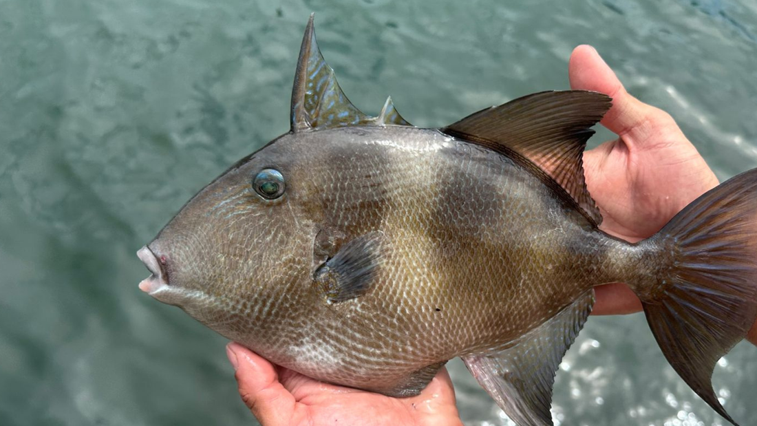 Portarias 1.666 e 1.667: o que os números da nova lista de espécies ameaçadas revelam sobre o futuro do pescado brasileiro