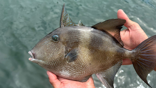 Portarias 1.666 e 1.667: o que os números da nova lista de espécies ameaçadas revelam sobre o futuro do pescado brasileiro