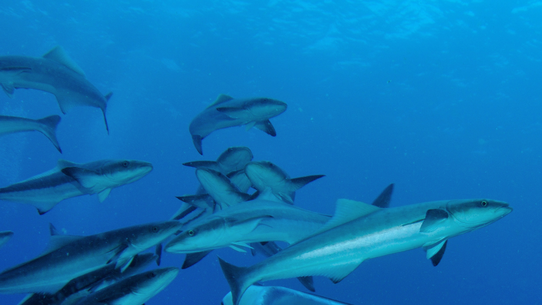 Bijupirá: O Peixe que pode revolucionar a aquicultura no Brasil