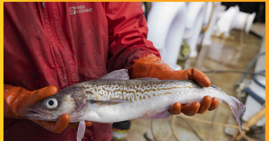 Os Conquistadores - Os peixes não nativos que conquistaram o mercado brasileiro