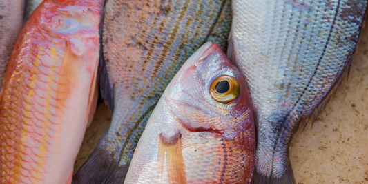 Como saber se o peixe está fresco? Aqui vão 6 dicas de alguns dos maiores especialistas brasileiros e internacionais