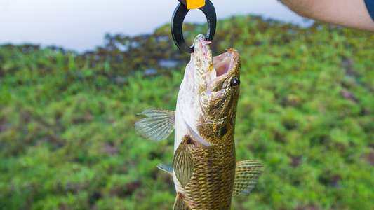 Momento Nostalgia. Avô e Neto e os peixes lambari e traíra.