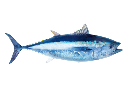 Blackfin tuna