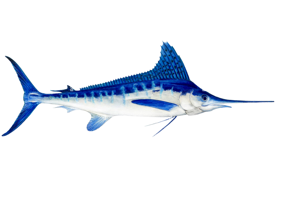Marlim Marlim branco – fishcode
