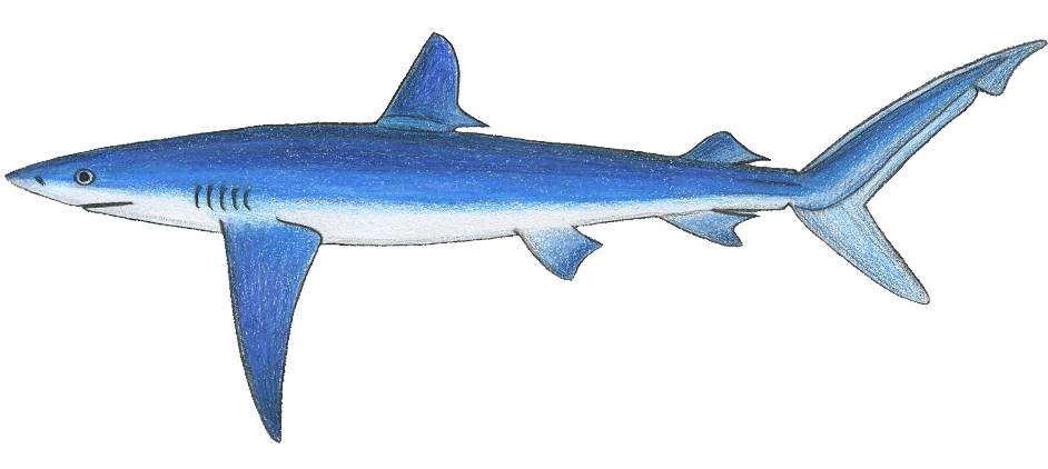 Tubarão Azul