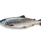 Salmão Keta do Alasca