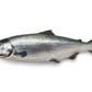 Salmão Rei do Alasca - KING SALMON (CHINOOK)