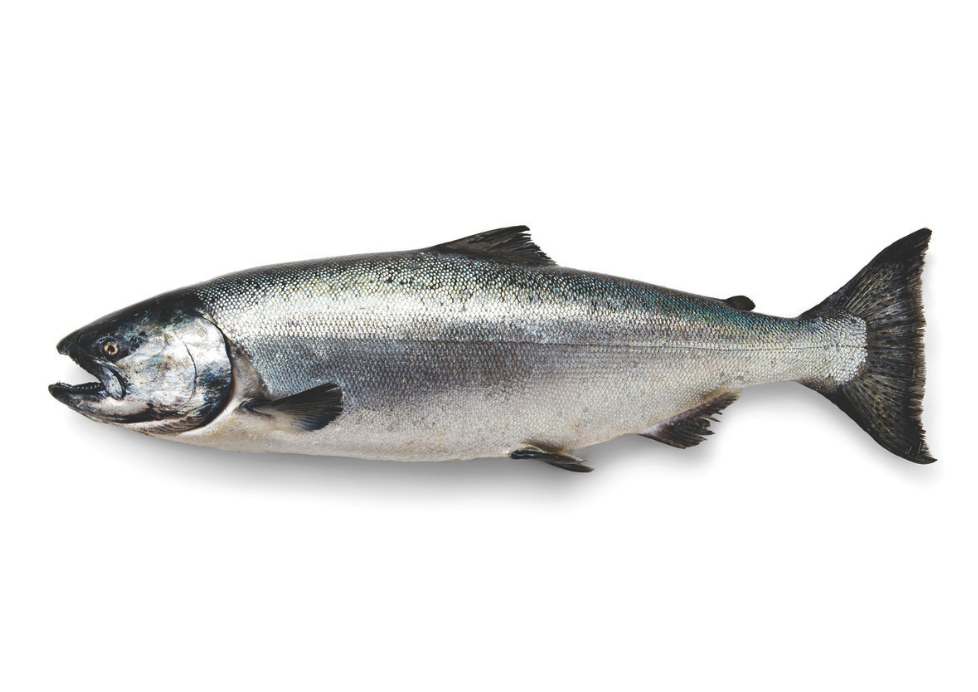 Salmão Rei do Alasca - KING SALMON (CHINOOK)
