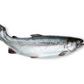 Salmão Coho