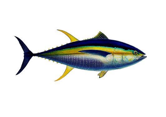 Atum Yellowfin - Albacora da laje