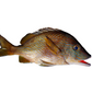 Cocoroca