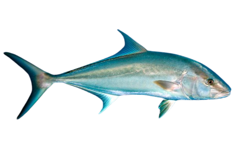 Marlim Azul Marlim azul – fishcode