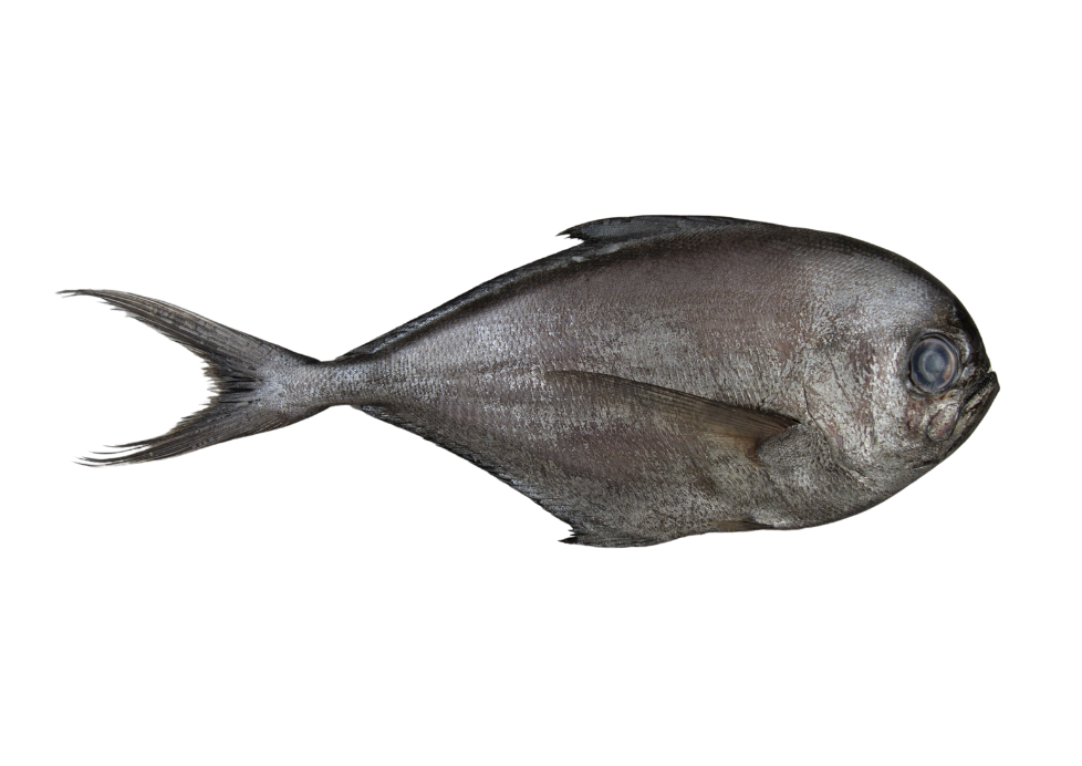 Pomfret