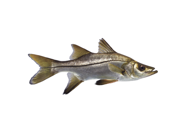 Robalo Peva – fishcode