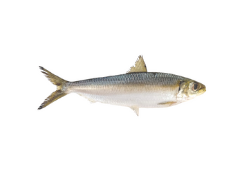 Sardinha