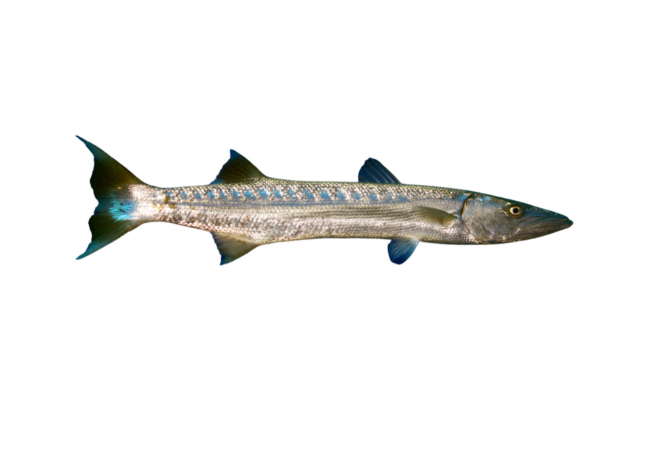 Marlim Azul Marlim azul – fishcode