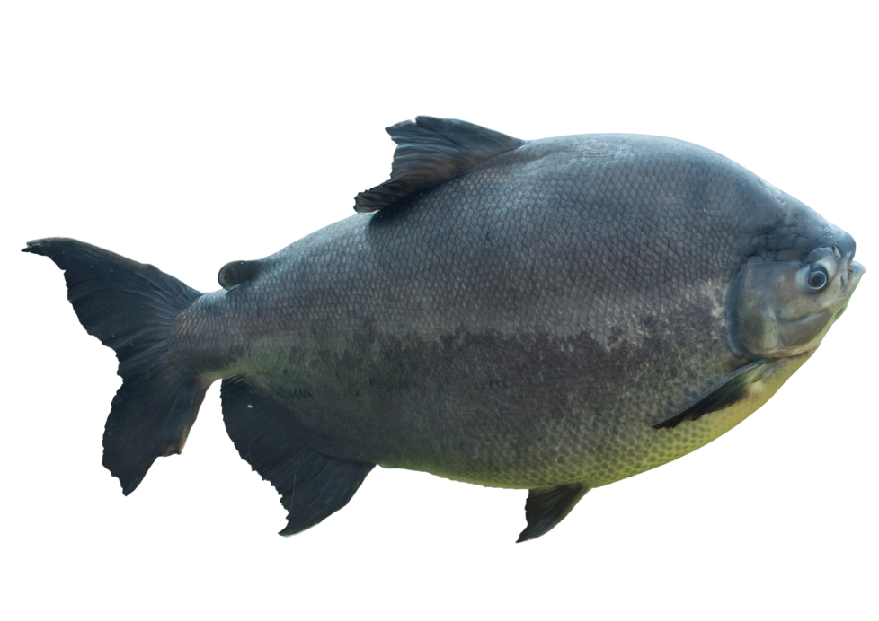 Pacu – fishcode