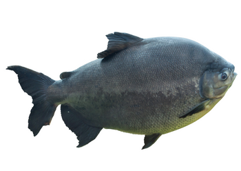 Pacu