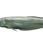 Aruanã