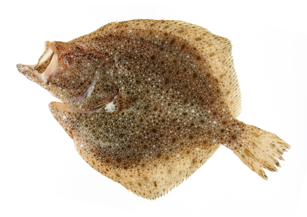 Como encontrar os melhores peixes sem espinha ou com poucas espinhas ...