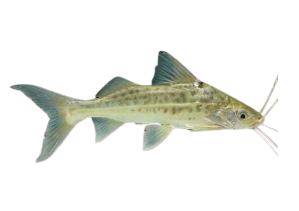 Mandki Fish Mandi – fishcode